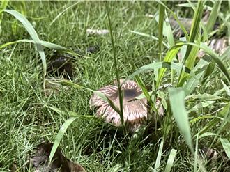 高雄豪雨路上「下到生菇」切勿摘採！公園處：恐有毒