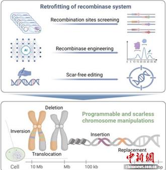 陆团队研发出新型「可程式设计染色体」编辑技术