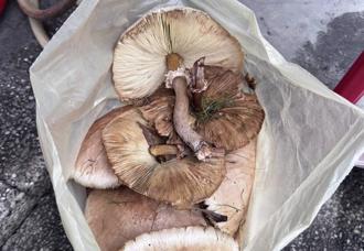 高雄大雨催生分隔島蕈菇 公園處曝品種：誤食恐脫水致死