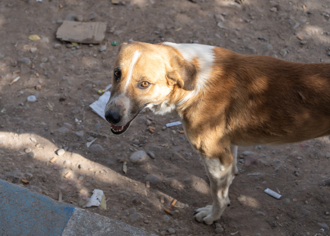 好心餵浪犬出事！牠暴衝害女騎士摔死   老翁辯「非飼主」仍慘了