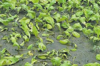 農損破3.1億！豪雨狂襲中南部成災 農業部：救助從寬從速