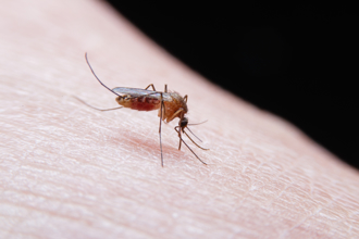 台湾疟疾创19年同期新高！10多岁男游西非感染恶性疟