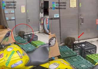 無辜早餐店遭搶奪　淡水出現「大膽狂猴」