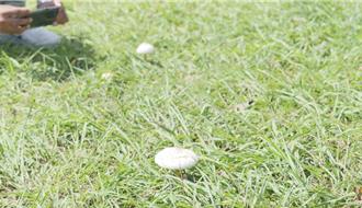 台東森林公園雨後冒毒菇「仙女環」 工班急移除：菇掰！