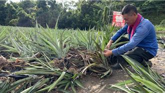 香蕉鳳梨災損慘！農民心血泡水 周春米爭取全品項補助