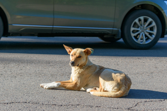 浪浪亂跑釀車禍！熱心男出手幫忙竟挨罰 判決出爐大逆轉