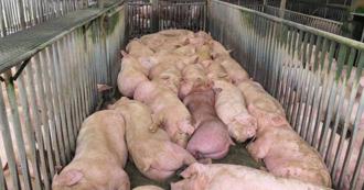 越南非洲豬瘟升溫！2週內感染豬隻破10萬頭　總理下令緊急應對