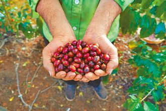 美关税重创巴西咖啡 中解围