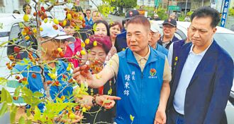 苗縣公館紅棗裂果 估損近8成
