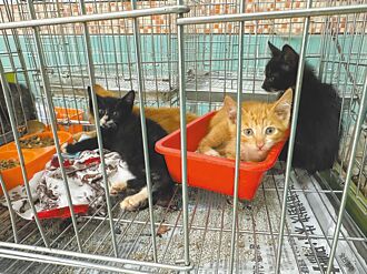 以價制量宜蘭棄養毛孩得繳4000元