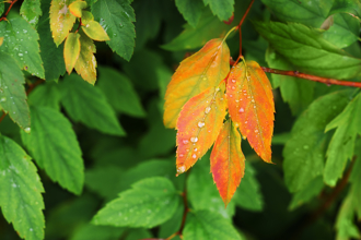 明立秋开启好运门！命理专家授3招 5星座大旺