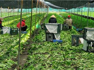 蔬菜漲翻天！西螺菜價破50元 菜農哀：能收多少算多少