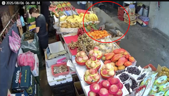 新北野猴出沒！淡水竹圍市場遭殃 當攤商面囂張搶香蕉