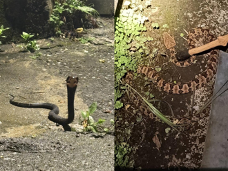 基隆暑假频传蛇出没 眼镜蛇、龟壳花现踪山区住宅