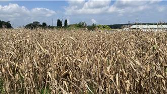 豪雨重創台中后里 玉米、南瓜、文心蘭全遭殃 盼簡化補助流程