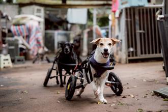 法國皇家ｘmomo購物網美妝品牌做公益 聯華製粉進軍寵物市場