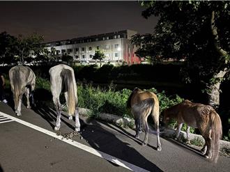 马厩门没关好！台中4匹马离家逛大街 悠哉吃草画面曝光