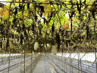 豪雨炸翻彰化農產！多項作物列災損救助