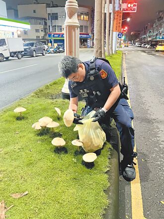 下雨下到生菇 員警連夜拔光