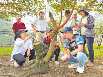 728豪雨農損逾3億 屏東最慘
