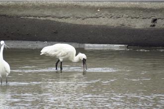 麥台四口魚塭變鳥天堂 雲林首推生態給付 最高可領5萬元