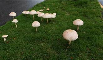 不只高雄豪雨催生綠褶菇 台北1路段也曾出現「毒靈芝」