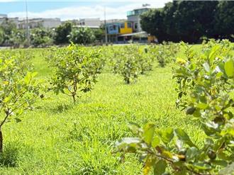 花蓮吉安鬱金香花園變身快樂農場 芭樂樹認養8／11起開跑