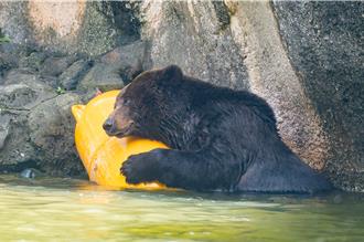 台北動物園棕熊「小喬」疑腫瘤復發 園方啟動安寧照護評估