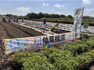 桃园杨梅扩大2.2公顷纸膜种仙草田 盼成全台环保农业示范区