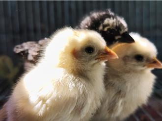 汐止獨居婦逝世 留日本雞幼雛流落濕地 三重高中接手生命教育