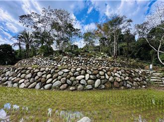 南投砌石修復百年「坪仔頂水梯田」種鹿光米 獲建築園冶獎