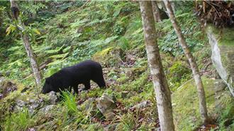 玉山瓦拉米步道重啟！保育員巧遇台灣黑熊 最遠距離僅隔8公尺