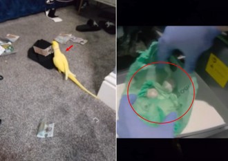 手機錄下「鸚鵡講術語」成鐵證 英警循線破獲15人販毒集團