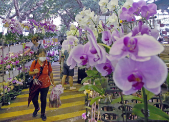 被20％關稅吃光利潤！蘭花業者哀號：1大劣勢恐慘輸荷蘭