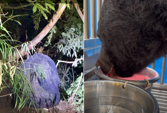 武陵黑熊中「山豬吊」近況曝 遭拔牙只能喝熊熊泥