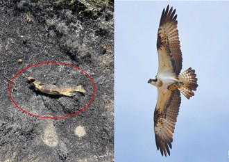 電桿火警釀「大停電」兇手竟是一條魚？ 消防曝真相