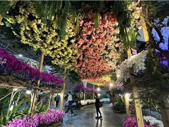 關稅衝擊大 蝴蝶蘭訂單已減15％  台灣鯛產業苦盼心聲曝