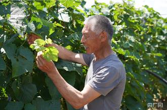 「日子一天比一天有奔頭！」 綠了山村  富了內蒙鄉親