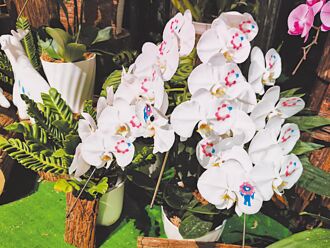 大阪世博 台灣館科技超人氣