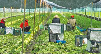 葉菜雨後軟腳價飆 估下旬回穩