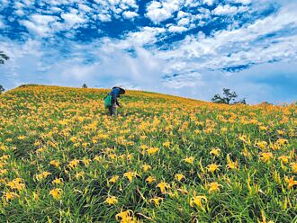 花蓮 六十石山金針花海 咖波現身