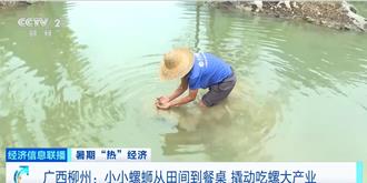 小小螺螄從田間到餐桌   牽動廣西柳州吃螺大產業