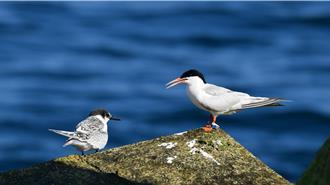 澎湖花嶼成紅燕鷗新棲地 10年前繫放老鳥現蹤教幼鳥習飛