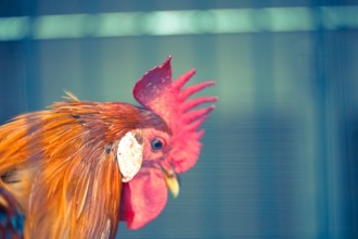 家禽養殖永續轉型！瑪莎百貨推動生物炭