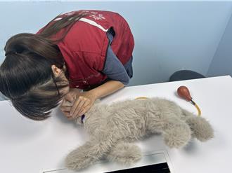 飼主必學「貓咪CPR」！學會這1招 關鍵時刻能救毛孩命