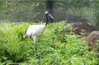 台北動物園消暑妙招 動物、遊客「清涼一夏」