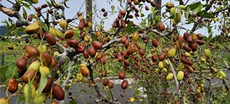 農業損失遽增 保單理賠逾5千萬