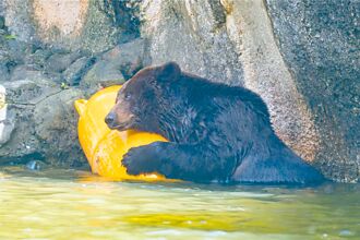 台北 棕熊小喬腫瘤轉移 將安寧照護