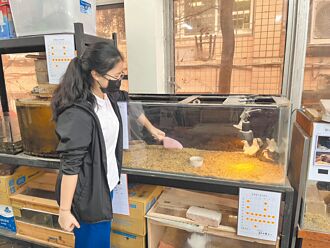 飼主猝逝 10雛雞流浪溼地 三重高中收容