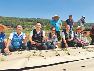 楊梅紙膜種仙草 環保農業產量增